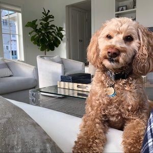 Meet your Posher, Cassidy